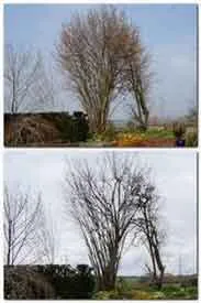 Pruning Hazel