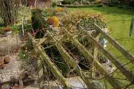 Rose pruning
