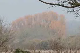 Willow trees in winter