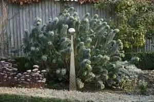 garden sculpture display